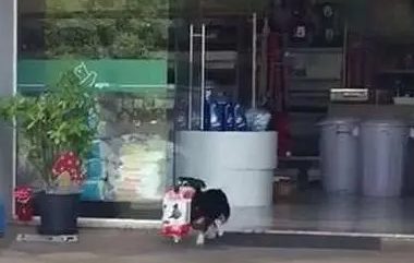 宠物店偶遇小柯基,叼起狗粮就跑了