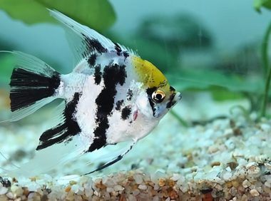 神仙鱼身份信息