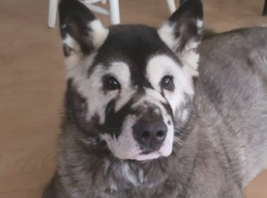 秋田犬长出花脸痛苦面具，5岁卒死，主人家留有千字哀悼