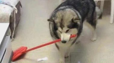 阿拉斯加犬撕家后被猫奴处罚清洁卫生,一脸憋屈又迫不得已从,网民:长记性了吧