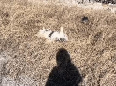 身披“铠甲”奄奄一息的流浪狗,当它卸下“铠甲”时,这才是它真实的模样