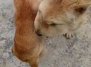 土狗组团去捅马蜂窝，回来后主人乐趴了，网友：咋整成了孙红雷！
