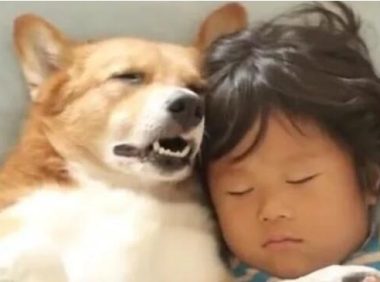 当妈妈推开门看到惊人一幕：狗狗居然钻进宝宝的被窝