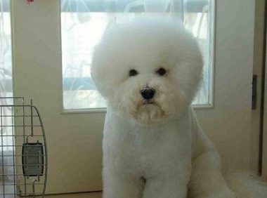比熊咬伤人了怎么处理 | 贪吃比熊犬咬伤邻居 狗狗伤人后的正确处理