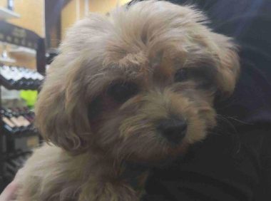 流浪犬跟随大家一起排队买包子,激起女生对它的好感度,暖人的收容