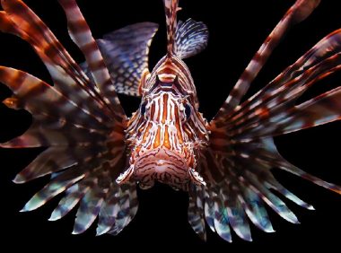 狮子鱼身份信息