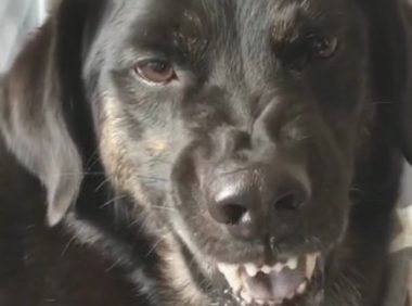 主人家把手指头伸到发火的狗狗嘴里，小狗的行为太逗了，装作打呵欠