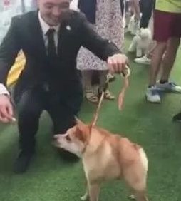 狗狗得侏儒症造成没颈部,发生在宠物展,点爆全部当场!