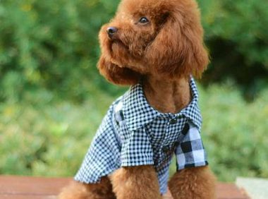 主人正在吃东西，3只大狗将她团团围住：真是下饭神器呀