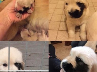 黄金猎犬戴半边面罩 超特别长相成独一无二狗狗!