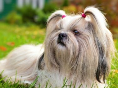 西施犬在睡梦中离去，留下的“遗物”，让主人泣不成声
