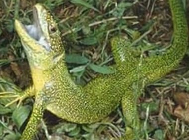 翠绿蜥身份信息