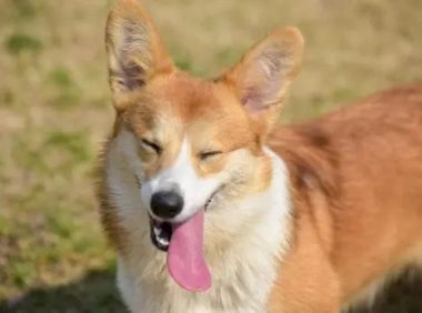 狗狗上火吃什么好 注意调节日常饮食