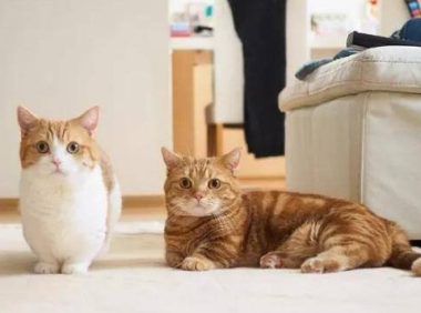 宠物猫狗并不都像表面上那么荣华,我们不知道它们的悲哀