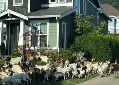 200只山羊闯住宅区逛大街啃花草牧羊犬居然跟下落跑