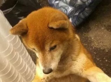 17岁柴犬痴呆走不动路,睡醒见不到主人,狗狗居然伤心到哽咽流泪