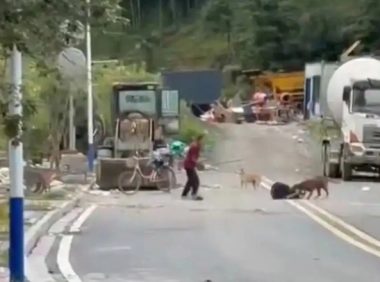 恶犬拖咬男子，伤者家属：狗主人已找到，伤口有感染风险