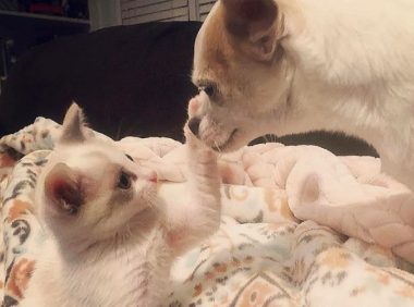 女孩路遇一只受伤小猫，本不打算收养，却又因小猫而收养了一只狗