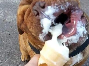 主人给狗狗喂冰淇淋吃,它闭着眼睛张大了嘴巴享用:人世美味!