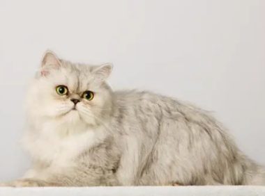 俄罗斯网友晒自家猫猫，却因体型巨大，被误认为是一只狗