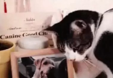 狗狗去世后第三天，不吃不喝的猫咪跳上了桌子，走近了一看泪崩了