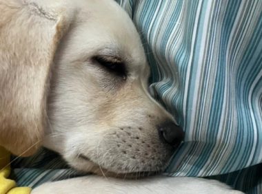 避雷！宠物医院学到狗狗神经炎的冷知识