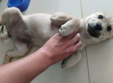 流浪犬宁可跳入水中也不肯信赖男孩儿，再度相逢，见到狗狗样子心痛