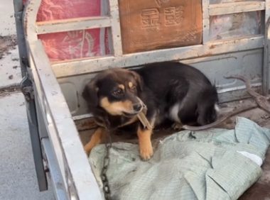 刚到狗市小土狗就被卖狗贩,大哥:它咬过人,就算不要钱也得卖