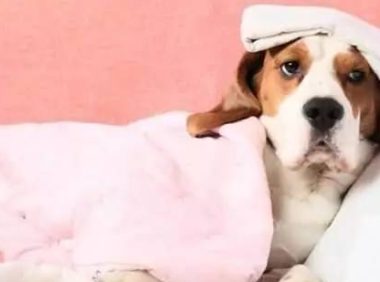 养宠经验分享:幼狗狗感冒了怎么办