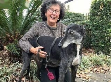 11岁狗狗患上淋巴癌原本命不久矣 但接种自身肿瘤制成的疫苗后又活蹦乱跳了