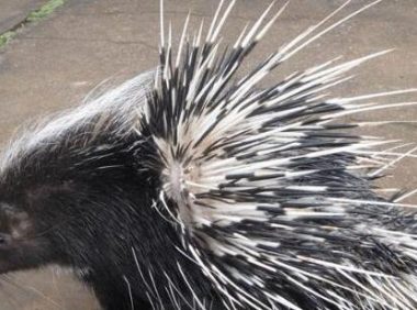 平头哥都不敢惹的一种猪, 能把狗狗扎的浑身是刺, 画面充满喜感!