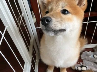 柴犬想出去玩，結果被主人家说得心神不安，哪都不去了