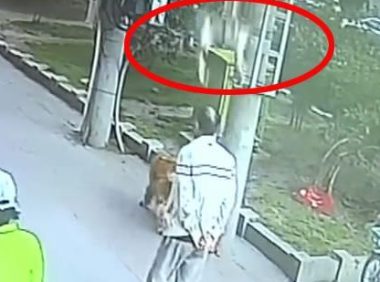 高空坠猫砸中路过老人，金毛犬拦截涉事猫竟成亮点