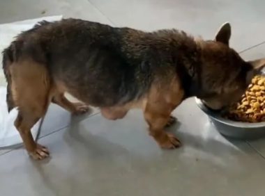 15岁的狗狗患上肿瘤，主人嫌弃它不给饭吃