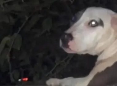 喂了只流浪狗后，它以为我是流浪汉，带我去了它睡觉的地方