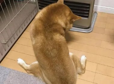 真绝情!一到冬天狗狗就跟小主人抢暖炉,柴犬:暖气面前无亲情