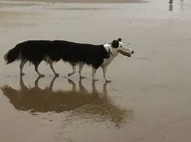 狗狗前脚断了一截，却一脸淡定