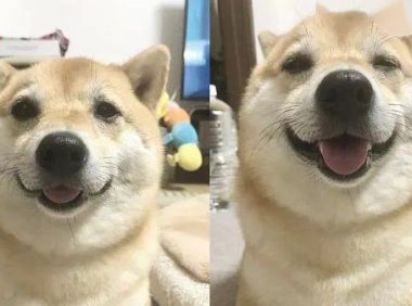 柴犬养了五年，总感觉不对劲，过路人一句话点醒