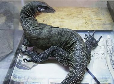 眼斑巨蜥身份信息