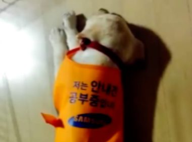 学渣导盲犬苦学一年被淘汰，知道它有这“毛病”后，网友：该！