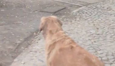 11岁老黄金猎犬不知爷爷过世 每天到公园等爷爷