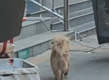 女子盲猜陌生狗子名字,居然猜中了。网友:第一次在狗狗脸上看到迷茫