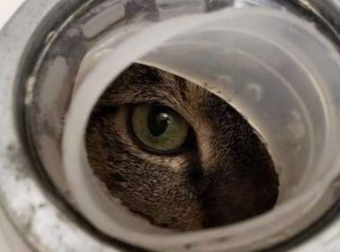 虎斑猫关塑胶桶内弃养 幸得狗狗发现被救于收容所