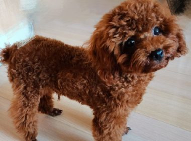 宠物狗被人从车窗缝隙拽走 女孩气得直哭