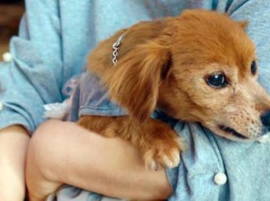 流浪老犬上门乞讨，面对食物不敢接受：我真的可以吃吗？
