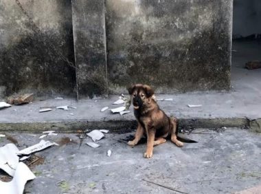 小狗被拴在废墟里,接连3天饿肚子