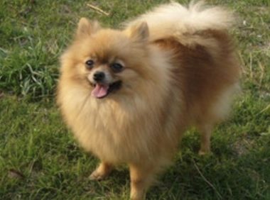 “老子5千买的,狗比你值钱!”大妈带宠物狗乘公交辱骂司机威胁乘客要扇耳光