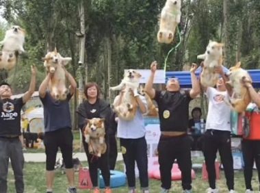 主人家怀着自己柯基合照，在其中许多人将狗丢到半空，柯基变直升机？