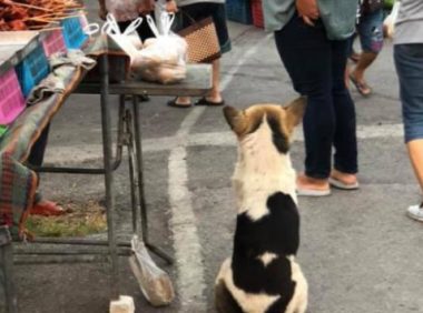 集市上的怀孕流浪狗,大着肚子四处觅食,获救后好心人带它去绝育