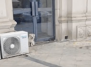 店主搬走了之后，狗狗独自守在门口等待，谁也带不走它